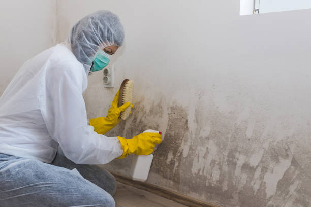 Best Residential Mold Remediation in Moreno Valley, CA