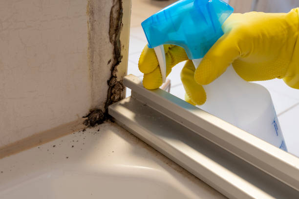 Best Bathroom Mold Remediation in Moreno Valley, CA