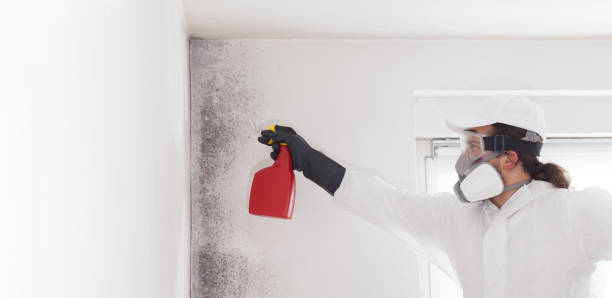 Best Mold Remediation for Schools in Moreno Valley, CA
